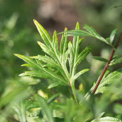 Mugwort - Seed Packet