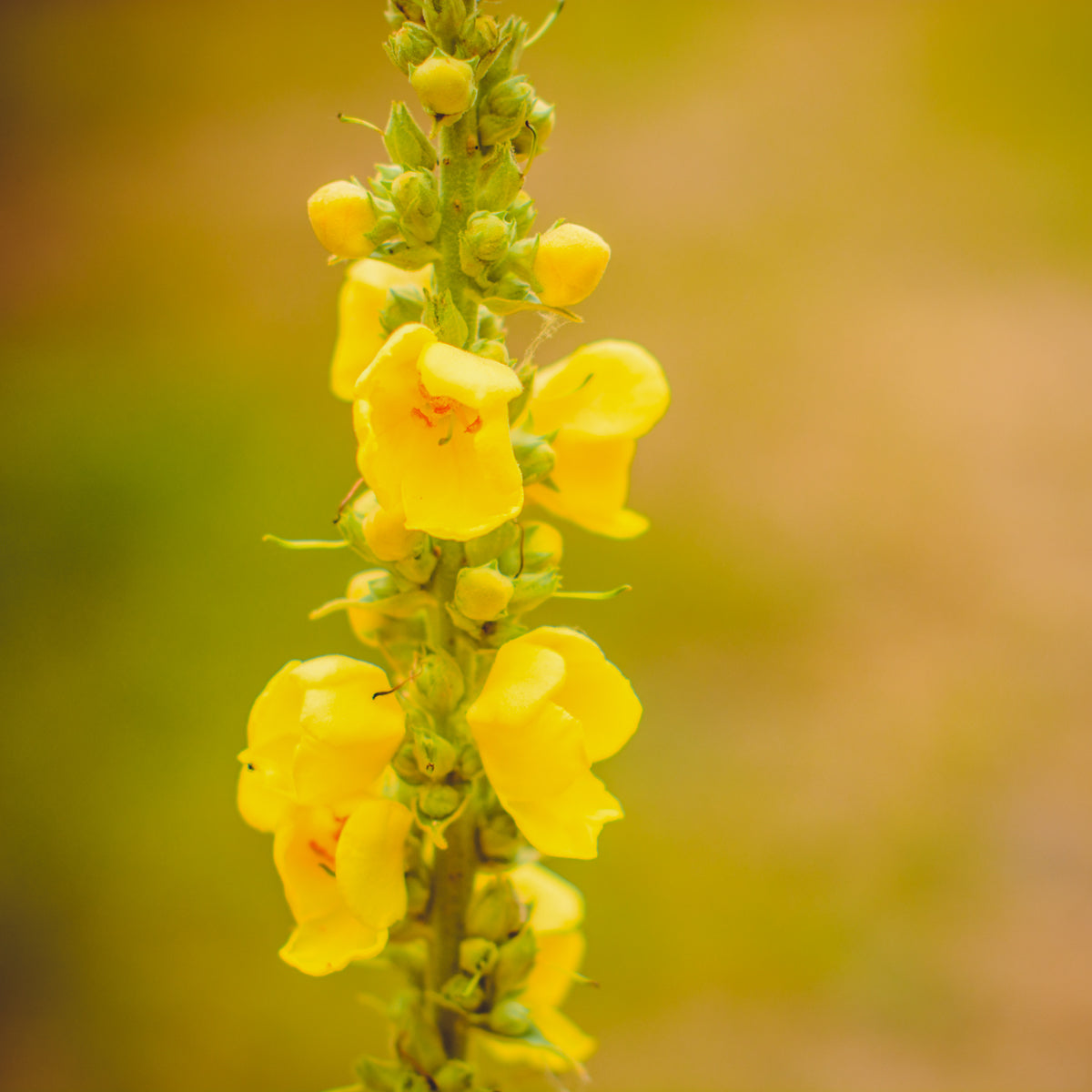Mullein - Seed Packet