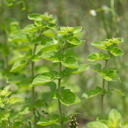 Oregano - Seed Packet