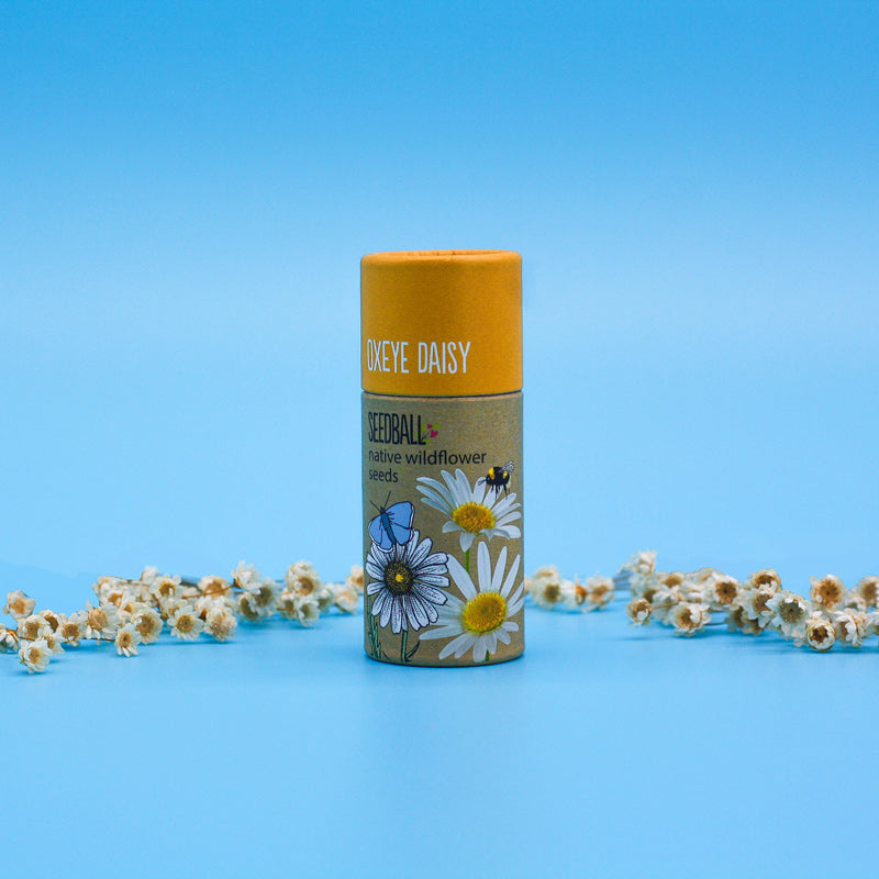 Wildflower Seedball Tube - Oxeye Daisy