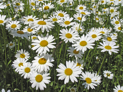 Wildflower Seedball Tin - Oxeye Daisy