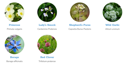 Wildflower Seedball Grab Bag - Edible Flowers Mix