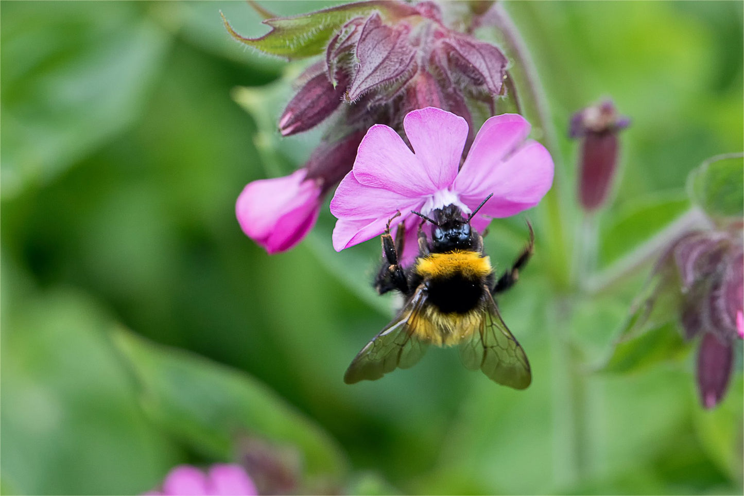 Wildflower Seedball Tube - Red Campion