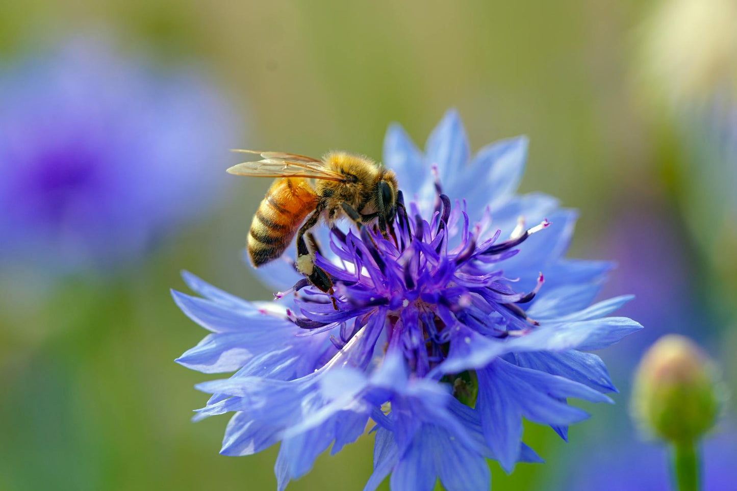 Wildflower Seedball Tube - Cornflower