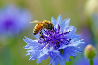 Wildflower Seedball Tube - Cornflower