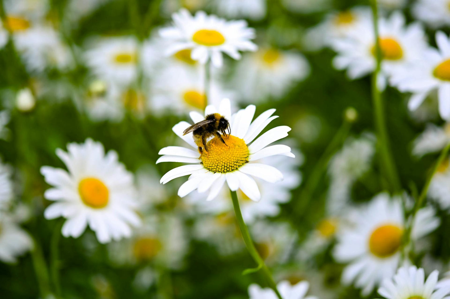 Wildflower Seedball Tube - Oxeye Daisy