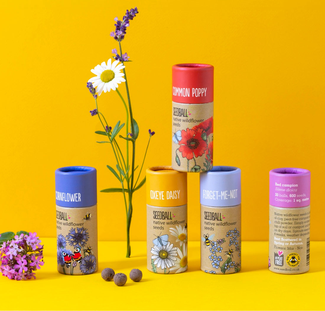 Wildflower Seedball Tube - Oxeye Daisy