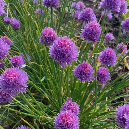 Herb Seedball Tube - Chive