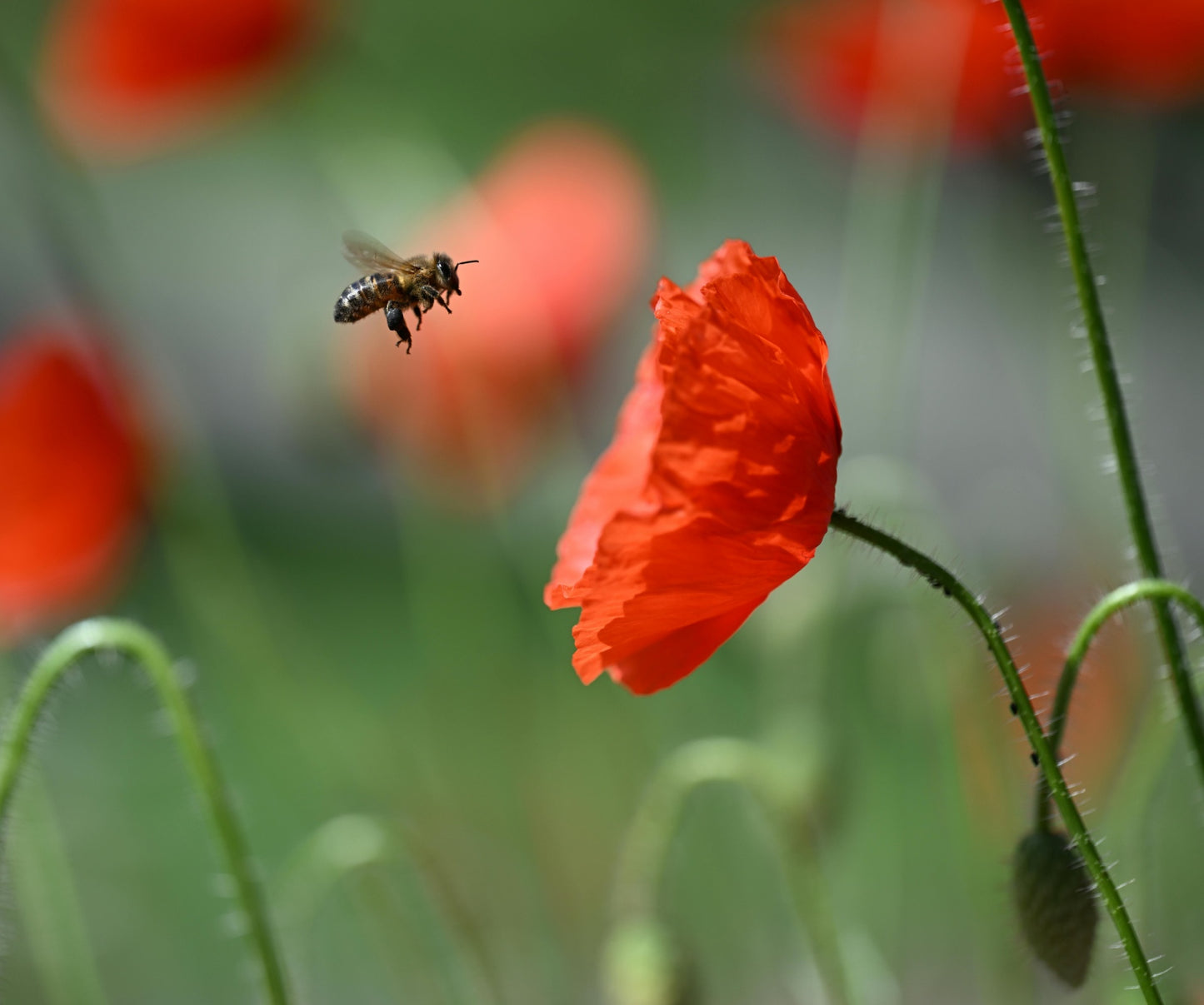 Wildflower Seedball Tube - Common Poppy