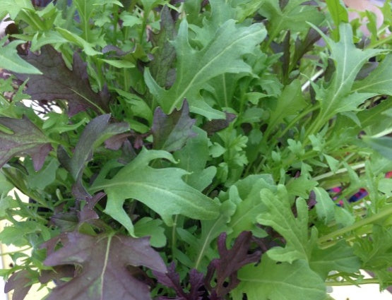 Herb Seedball Tube - Wild Rocket