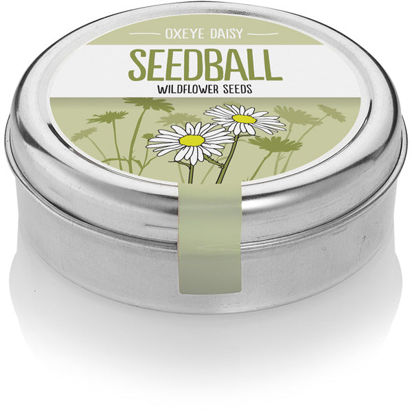 Wildflower Seedball Tin - Oxeye Daisy