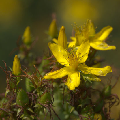 St John's Wort - Seed Packet