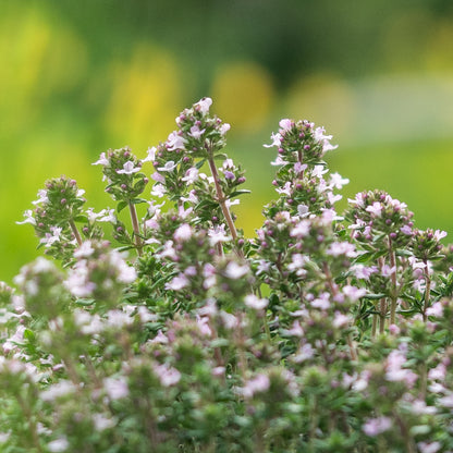 Common Thyme - Seed Packet