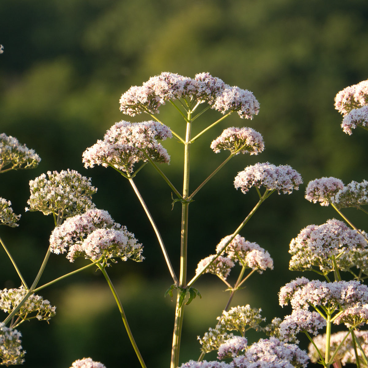 Valerian - Seed Packet