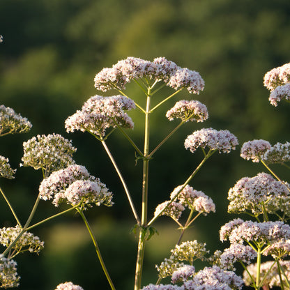 Valerian - Seed Packet