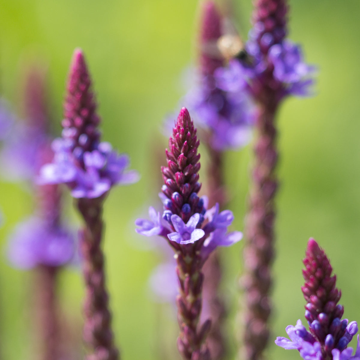 Blue Vervain - Seed Packet