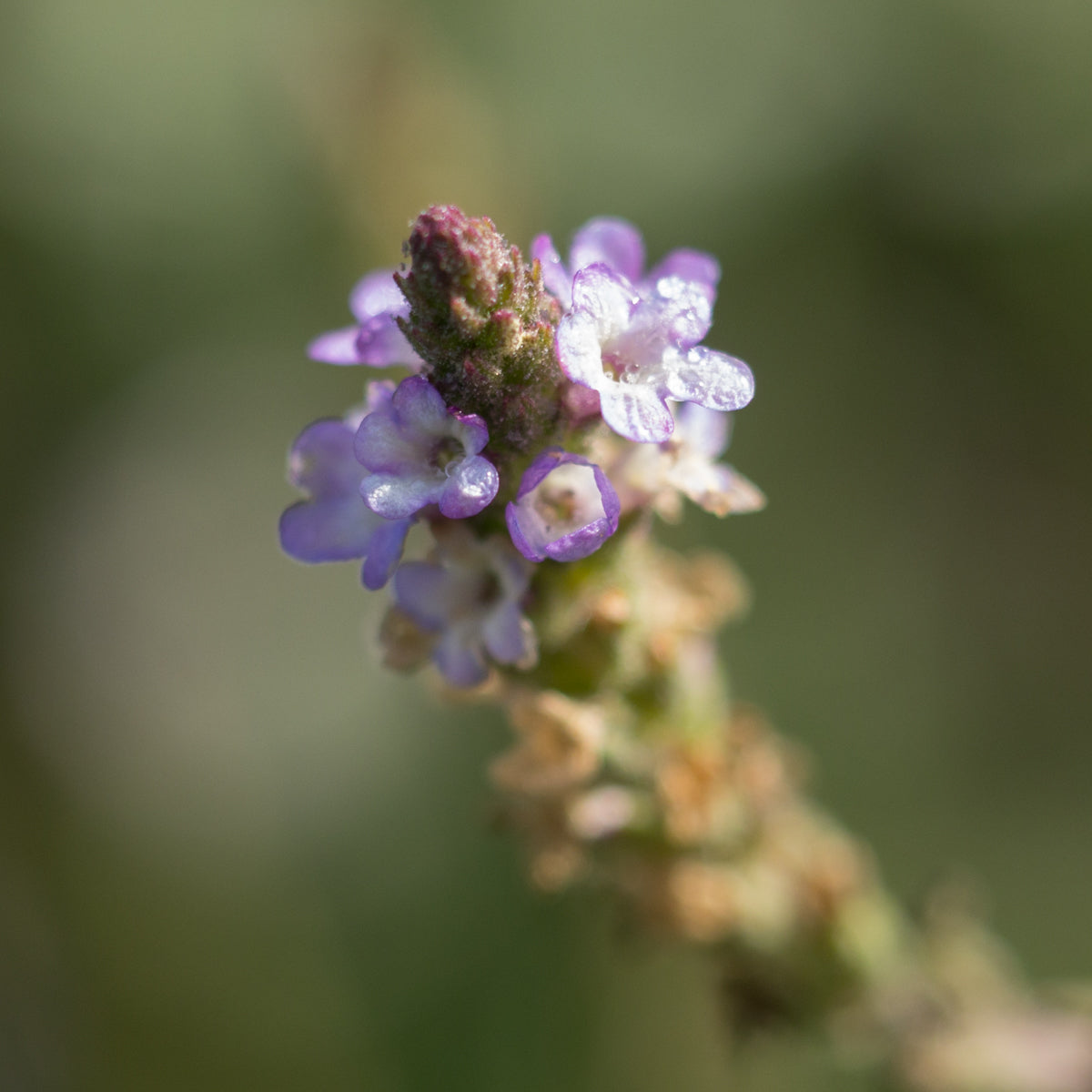 Vervain - Seed Packet