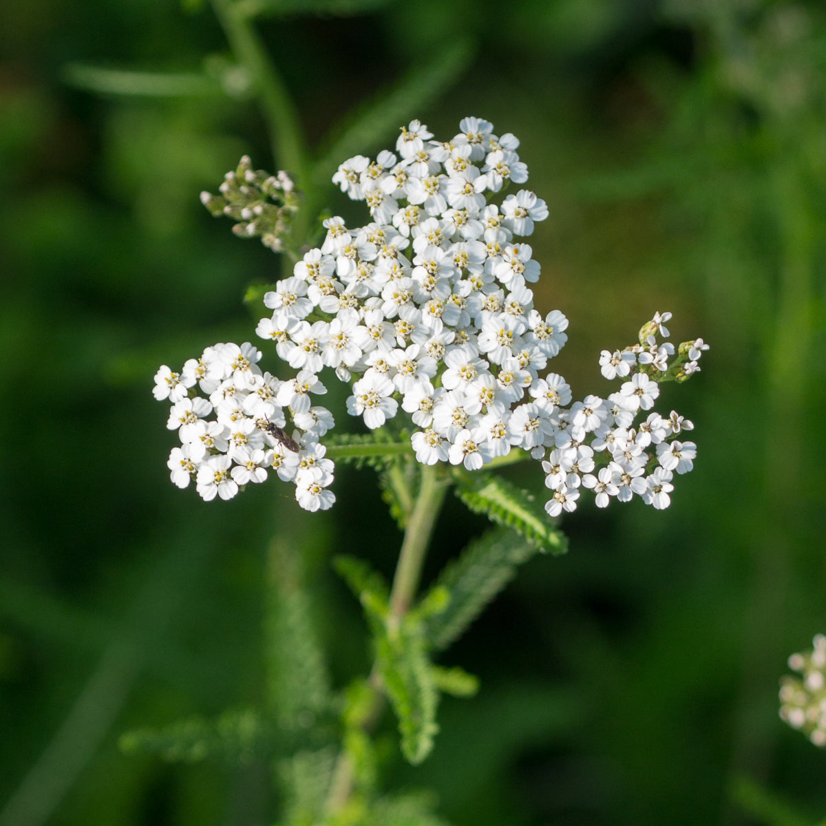 Yarrow - Seed Packet